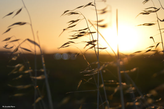 🌿 Il mondo si risveglia piano, avvolto nella magia dell'alba. ☀️